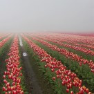 In The Foggy Field.